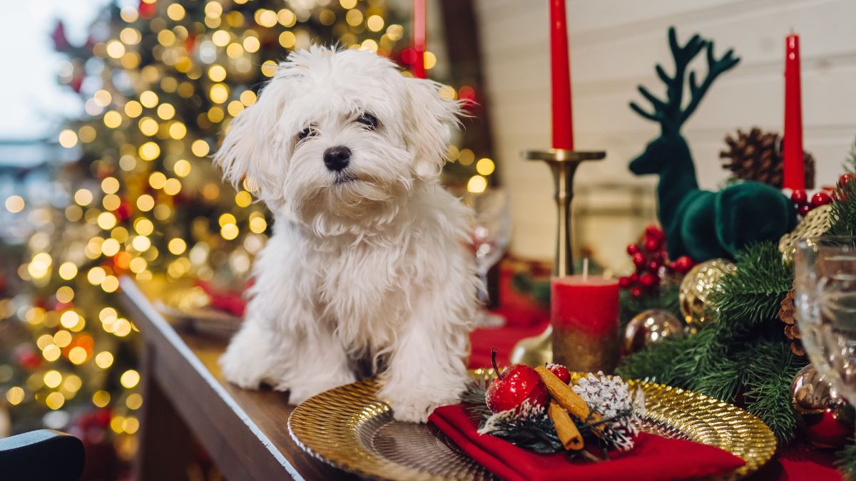 Christmas Dinner for Dogs: What's Safe to Share (And What to Keep Away)