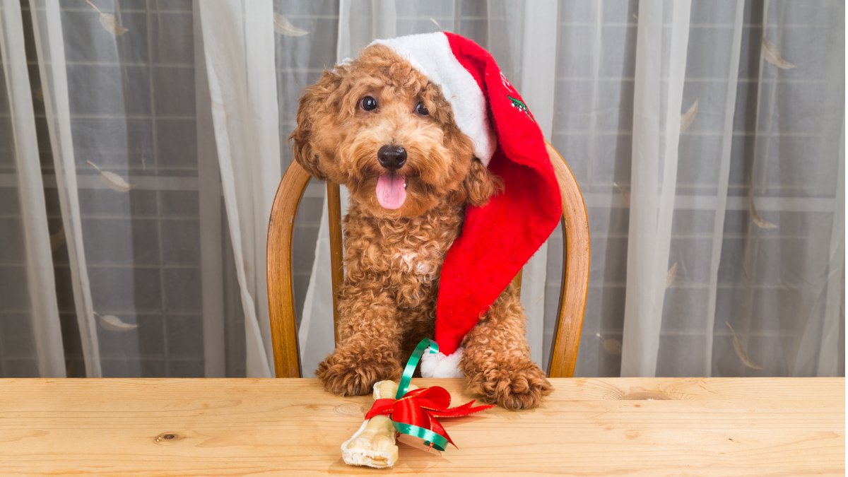 Christmas Treats for Dogs: Safe Recipes and Store-Bought Picks