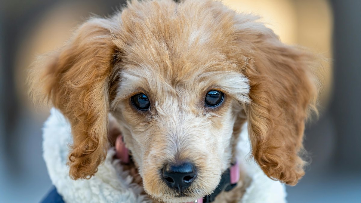 Do Dogs Need Coats? A Cold-Weather Guide