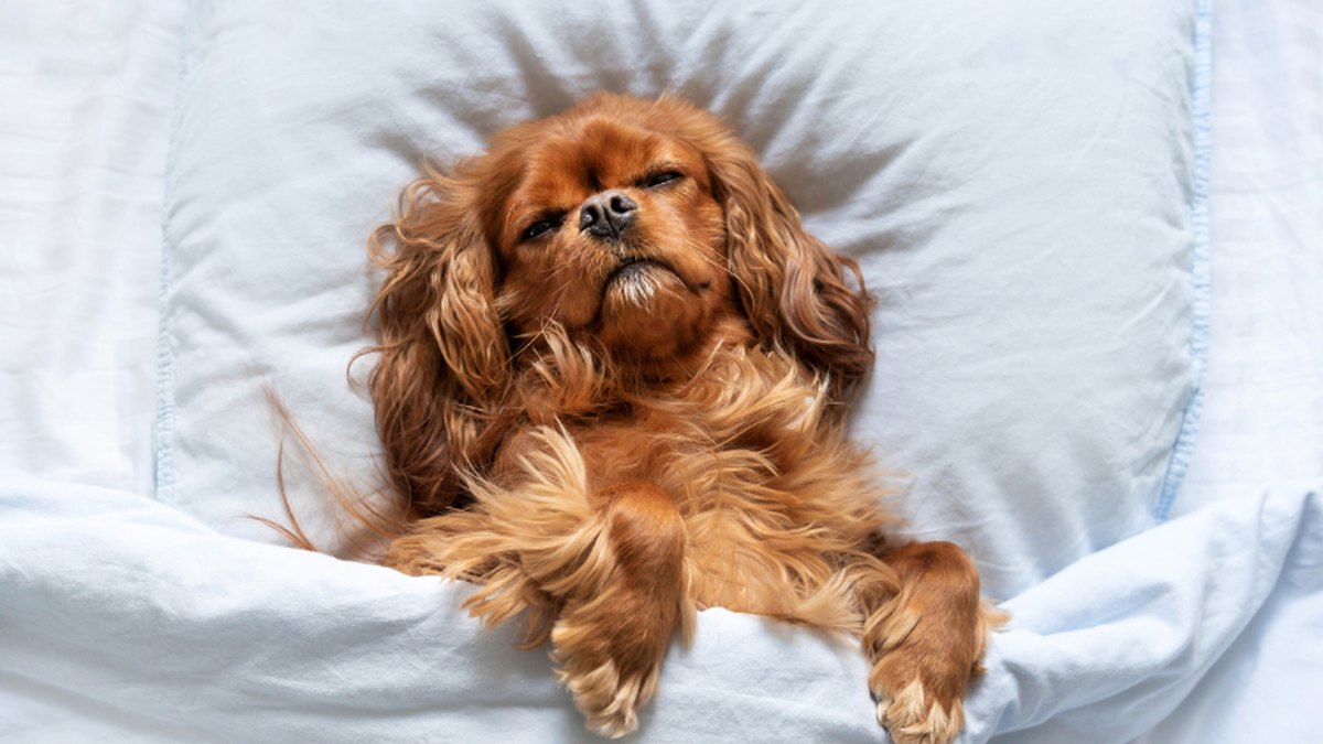 How to Choose a Dog Bed: Types, Sizes and What Actually Matters