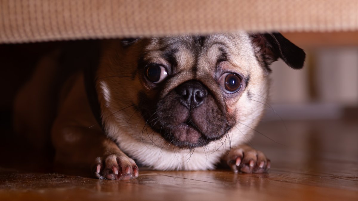 How to Comfort a Dog Scared of Fireworks: 7 Tips That Actually Work
