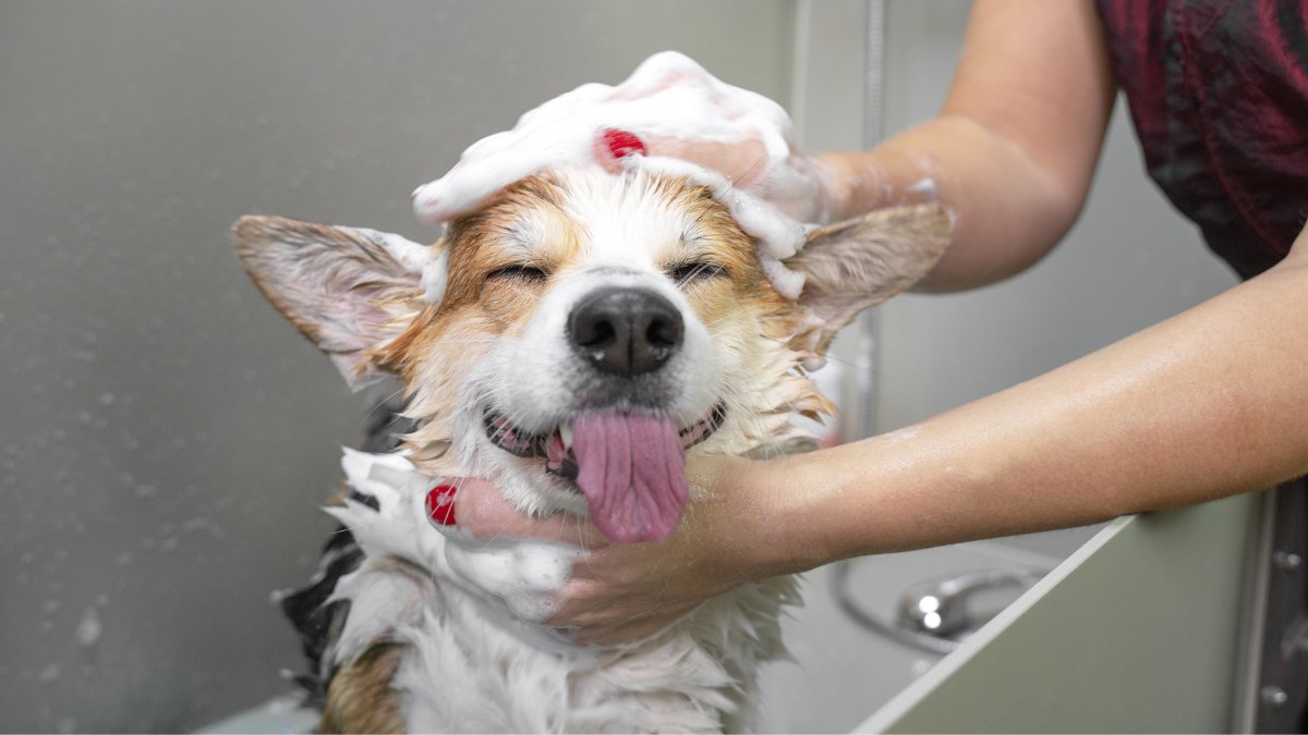How to Groom a Dog at Home: A Calm, Simple Routine
