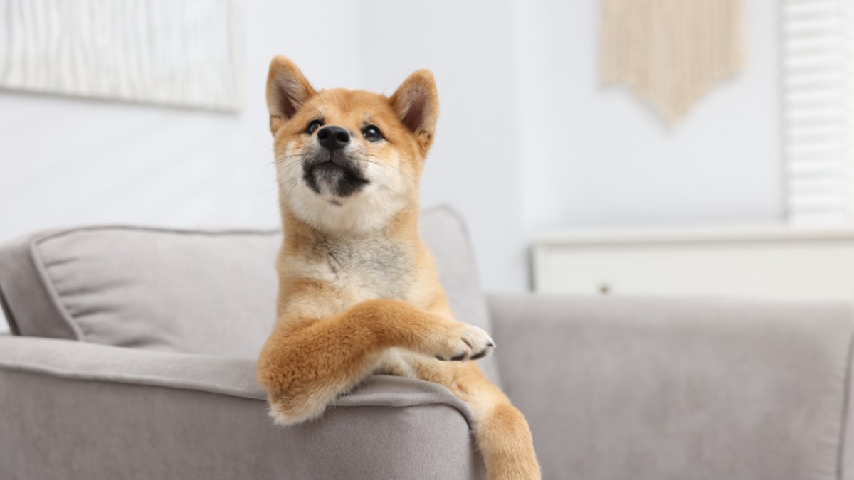 How to Read a Dog's Body Language: 5 Simple Signs Every Owner Should Know