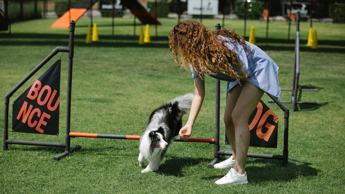 How to Train a Dog at Home: A Beginner's Complete Guide