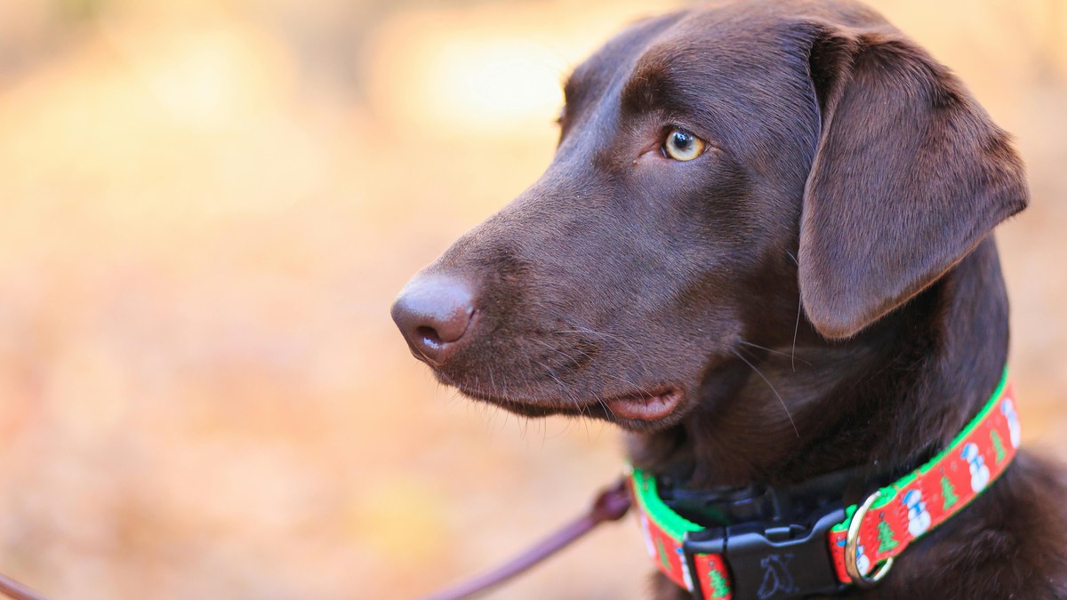 Types of Dog Collars: The 3 Things to Get Right Before You Buy