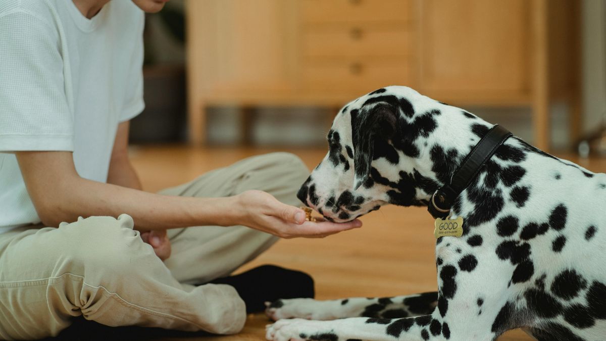 What Does a Dog Behaviorist Actually Do?