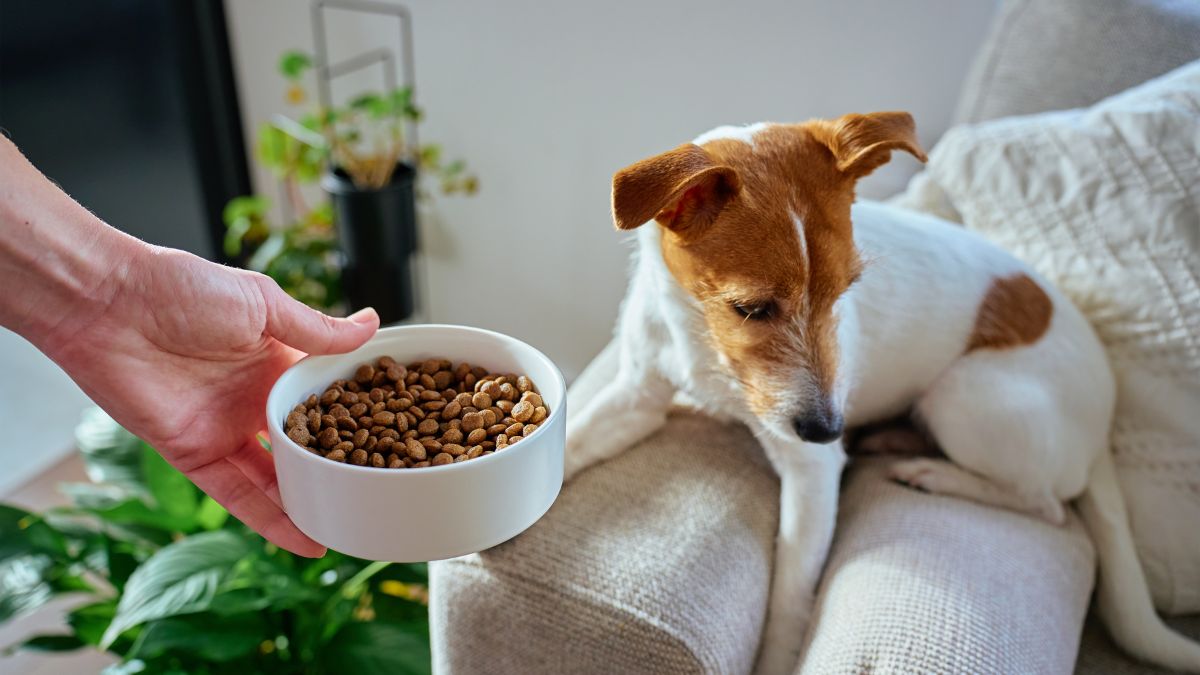 Why Won't My Dog Eat? 8 Reasons and What to Do About It